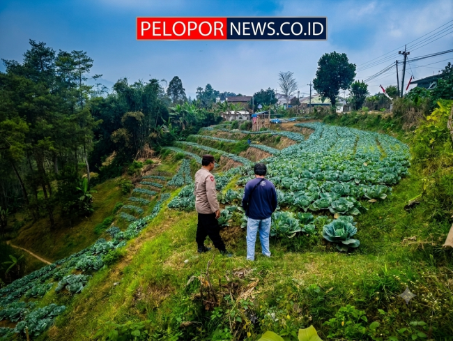 Bhabinkamtibmas Blarang Rutin Monitoring Tanaman Kubis Agar Tumbuh Sesuai Harapan