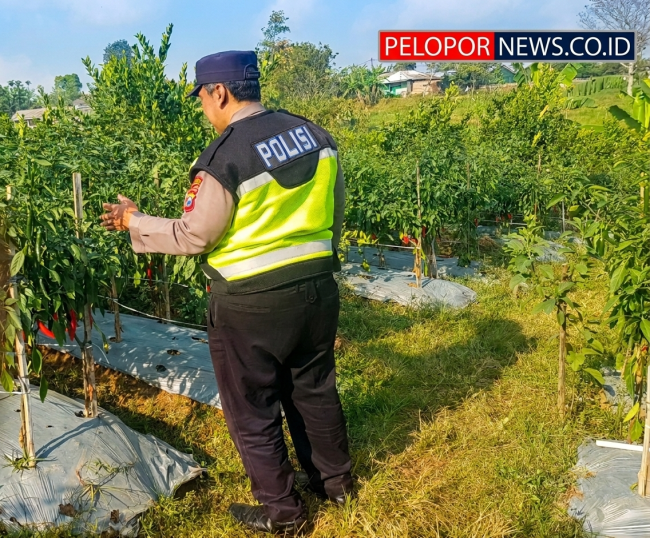 Polsek Nongkojajar Dukung Budidaya Cabai di Pungging Untuk Sukseskan Ketahanan Pangan