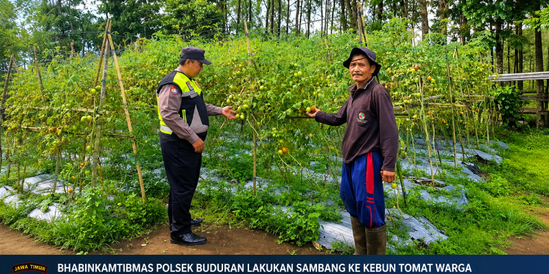 Tanaman Tomat P2B Tutur Pasuruan Tumbuh Subur