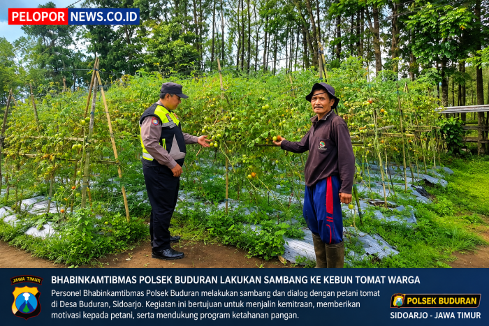 Tanaman Tomat P2B Tutur Pasuruan Tumbuh Subur