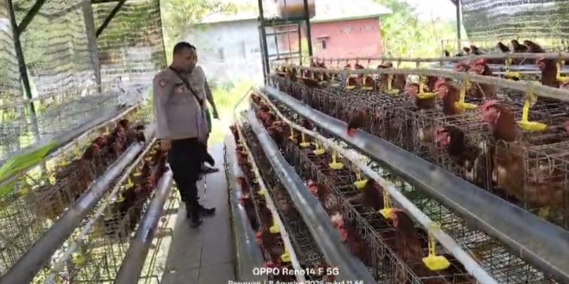 Bhabinkamtibmas Polsek Rembang Laporkan Budidaya Ayam Petelur di Kalisat Tumbuh Sehat