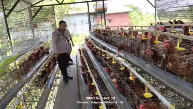 Bhabinkamtibmas Polsek Rembang Laporkan Budidaya Ayam Petelur di Kalisat Tumbuh Sehat