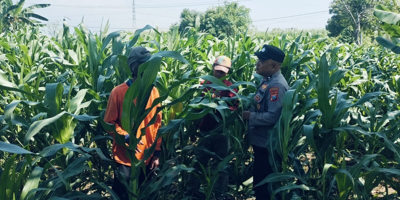 Tanaman Jagung di Dukuhsari Tumbuh Subur, Bhabinkamtibmas Dorong Pemanfaatan Lahan Produktif