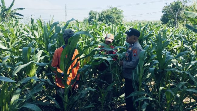 Tanaman Jagung di Dukuhsari Tumbuh Subur, Bhabinkamtibmas Dorong Pemanfaatan Lahan Produktif
