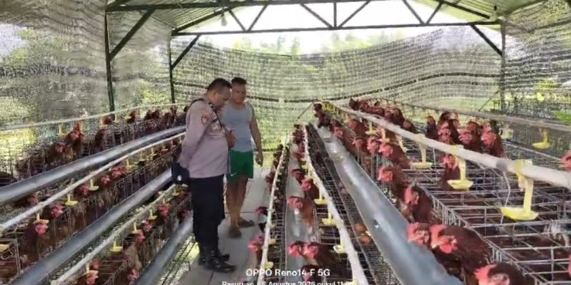 Budidaya Ayam Petelur di Kalisat Berkembang Baik, Bhabinkamtibmas Dukung Ketahanan Pangan
