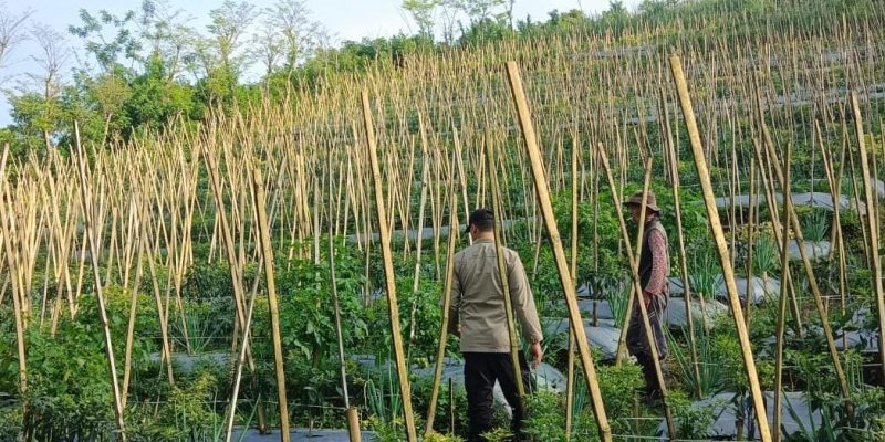Bhabinkamtibmas Dukung Budidaya Tanaman Cabai di Lahan P2B di Gendro