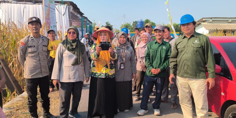 Panen Jagung Bantuan Pemerintah di Sambisirah Kenalkan Modernisasi Pertanian