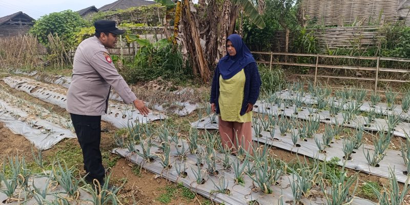 Bhabinkamtibmas Nongkojajar Pantau Tanaman Bawang Merah, Dukung Ketahanan Pangan Nasional