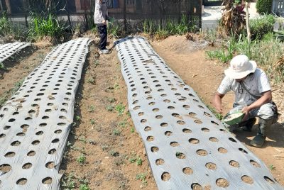 Polsek Nongkojajar Pantau Tanaman Bawang Putih, Dukung Program Ketahanan Pangan Nasional
