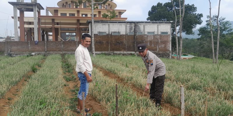 Bhabinkamtibmas Polsek Nongkojajar Pantau Tanaman Bawang Merah, Dukung Program Ketahanan Pangan
