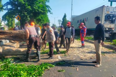 Polisi Bantu Evakuasi Pohon Tumbang di Jalan Raya Tebel Gedangan