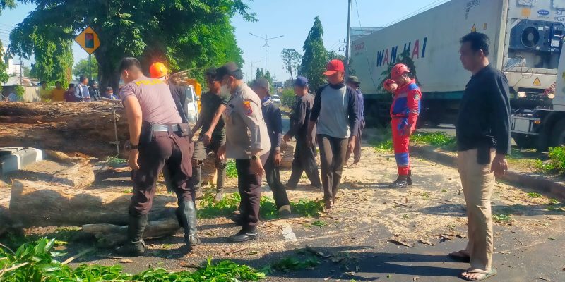 Polisi Bantu Evakuasi Pohon Tumbang di Jalan Raya Tebel Gedangan