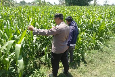 Bhabinkamtibmas Sukorejo Pantau Pertumbuhan Tanaman Jagung, Dukung Program Ketahanan Pangan