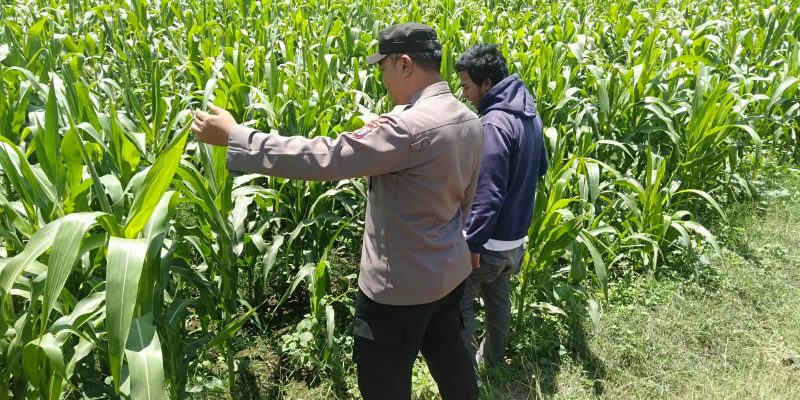 Bhabinkamtibmas Sukorejo Pantau Pertumbuhan Tanaman Jagung, Dukung Program Ketahanan Pangan