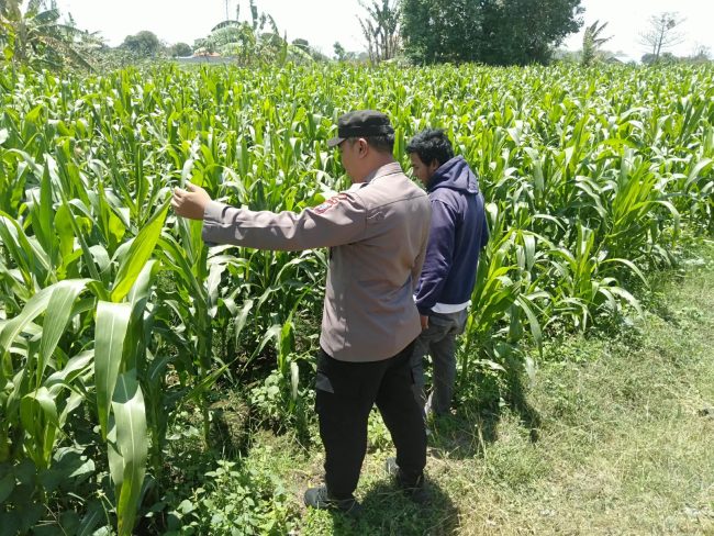 Bhabinkamtibmas Sukorejo Pantau Pertumbuhan Tanaman Jagung, Dukung Program Ketahanan Pangan