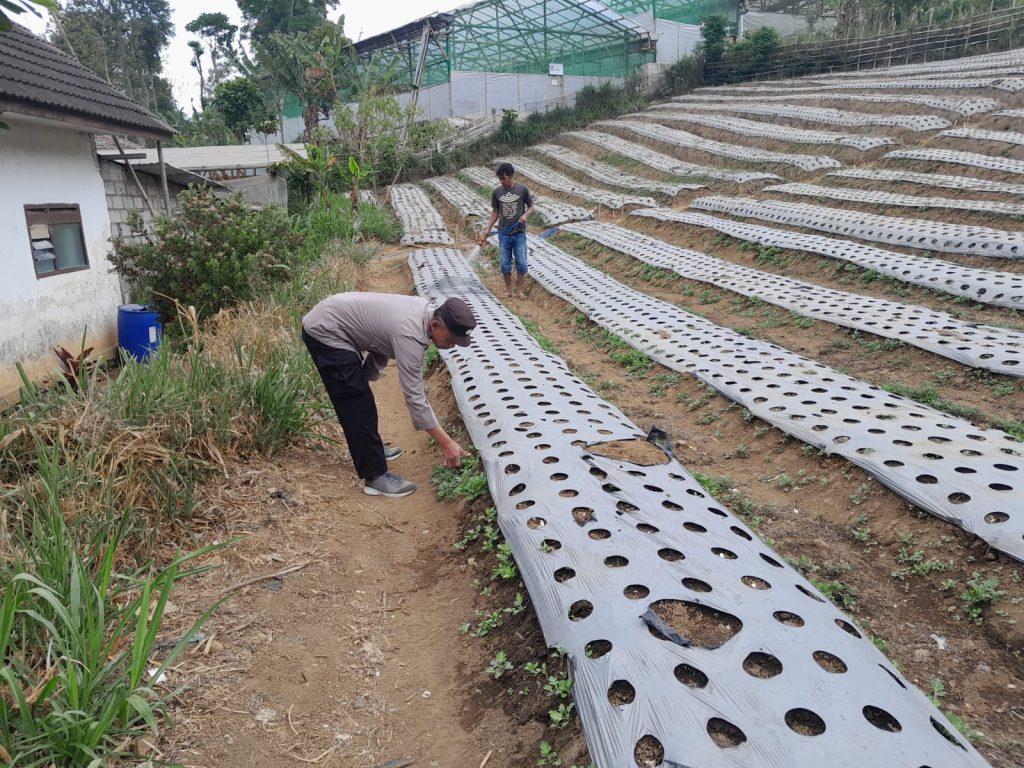 Polsek Nongkojajar Dukung Budidaya Bawang Putih di Tlogosari untuk Perkuat Ketahanan Pangan