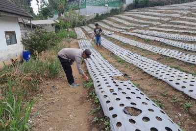 Polsek Nongkojajar Dukung Budidaya Bawang Putih di Tlogosari untuk Perkuat Ketahanan Pangan