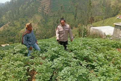 Polsek Tosari Rutin Cek Tanaman Kentang, Begini Cara Polisi Dukung Ketahanan Pangan