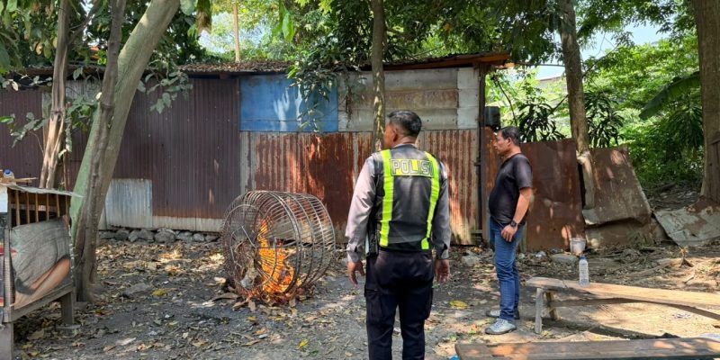 Polsek Taman Respon Cepat Aduan Warga Dugaan Judi Sabung Ayam di Sambibulu
