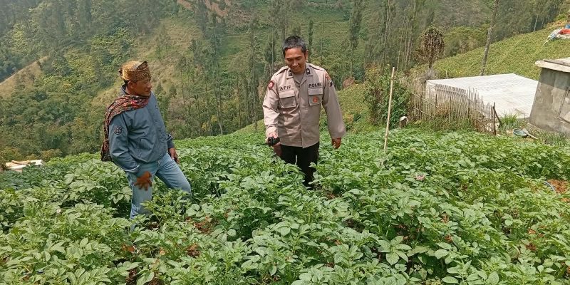 Bhabinkamtibmas Tosari Rutin Cek Tanaman Kentang, Dukung Ketahanan Pangan Warga