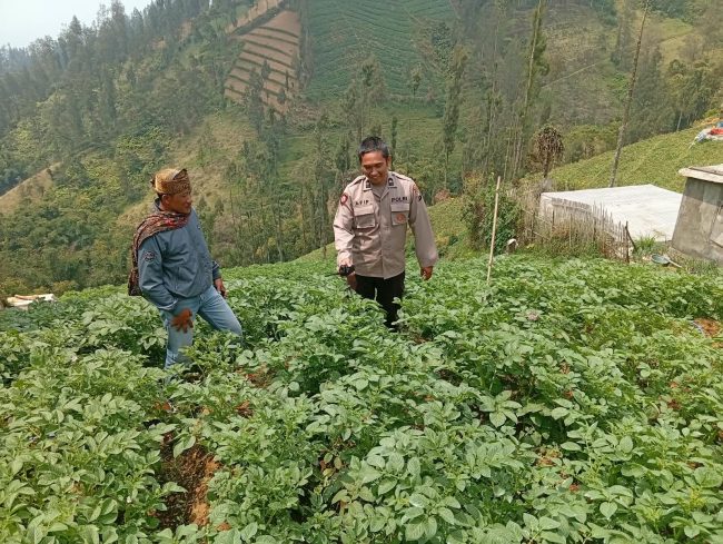 Bhabinkamtibmas Tosari Rutin Cek Tanaman Kentang, Dukung Ketahanan Pangan Warga