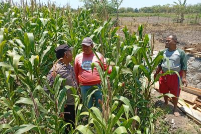 Polsek Sukorejo Dampingi Kelompok Tani Manfaatkan Lahan Produktif untuk Ketahanan Pangan