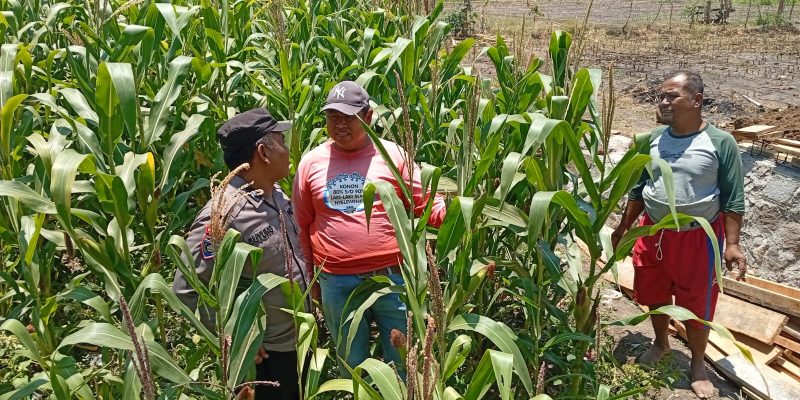 Polsek Sukorejo Dampingi Kelompok Tani Manfaatkan Lahan Produktif untuk Ketahanan Pangan