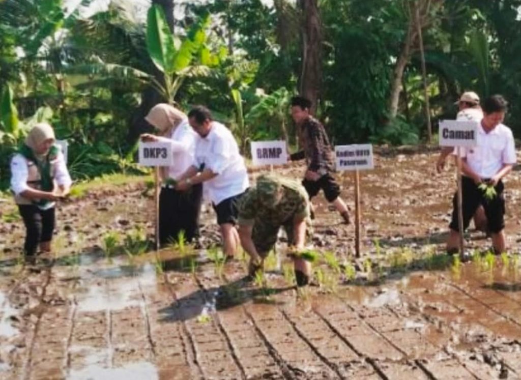 Gerakan Tanam Padi Serentak, Koramil Purwodadi Dukung Penguatan Ketahanan Pangan