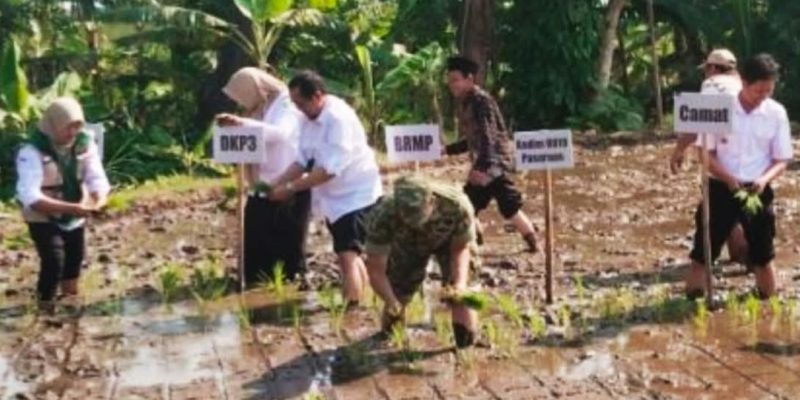Gerakan Tanam Padi Serentak, Koramil Purwodadi Dukung Penguatan Ketahanan Pangan