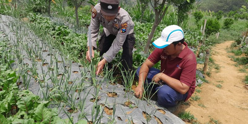 Polsek Nongkojajar Dukung Ketahanan Pangan Nasional, Bhabinkamtibmas Pantau Tanaman Bawang Putih di Tlogosari