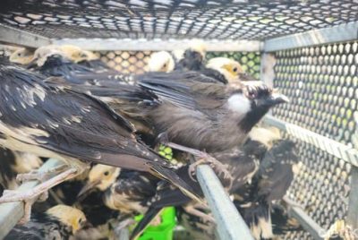 Jumlahnya ada : 3.394 Burung Berbagai Jenis dari Vietnam Diselundupkan ke Sidoarjo