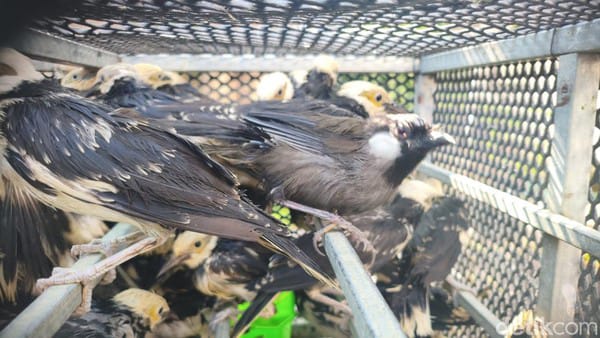 Jumlahnya ada : 3.394 Burung Berbagai Jenis dari Vietnam Diselundupkan ke Sidoarjo